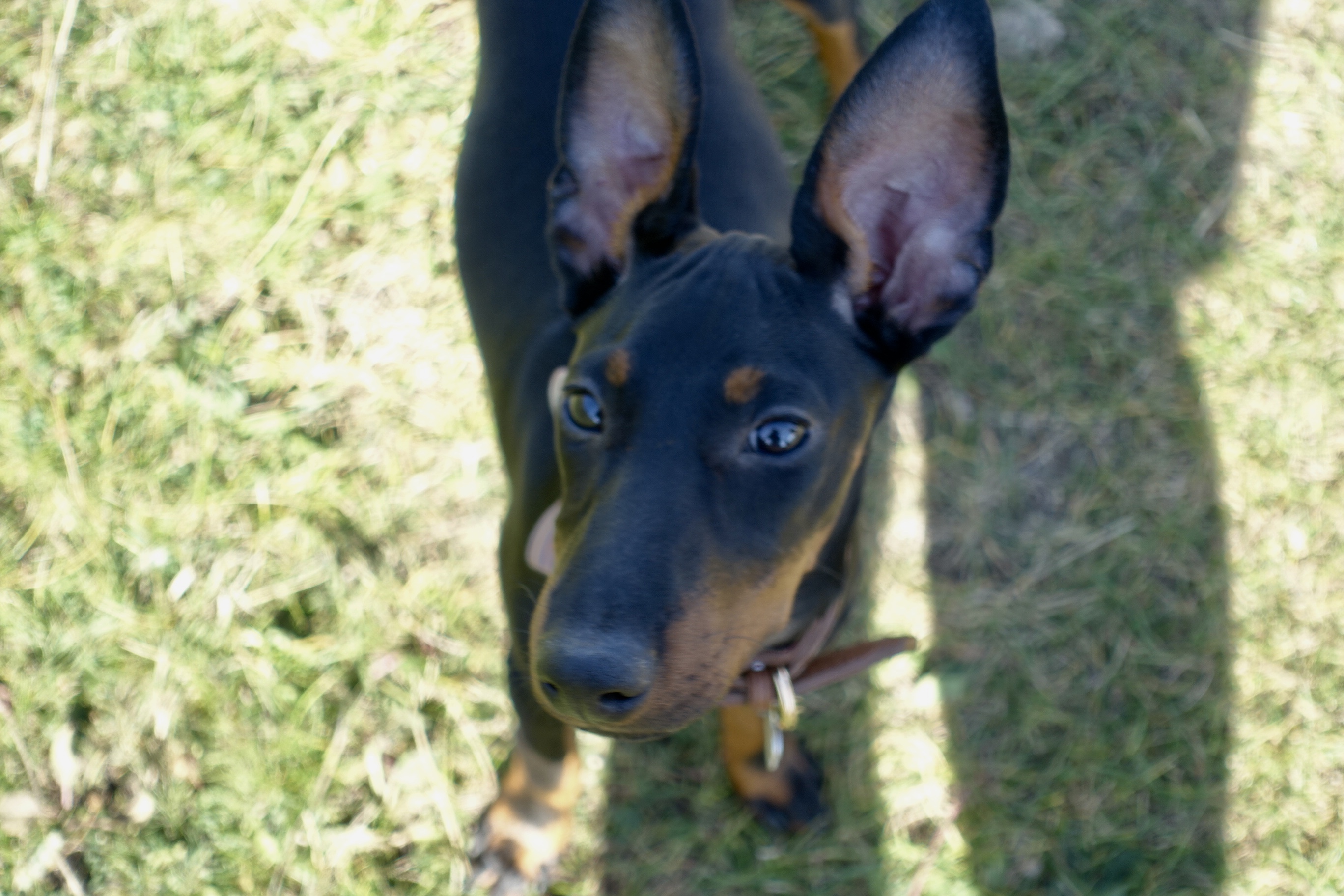 File-2 - The British Manchester Terrier Club The British Manchester ...