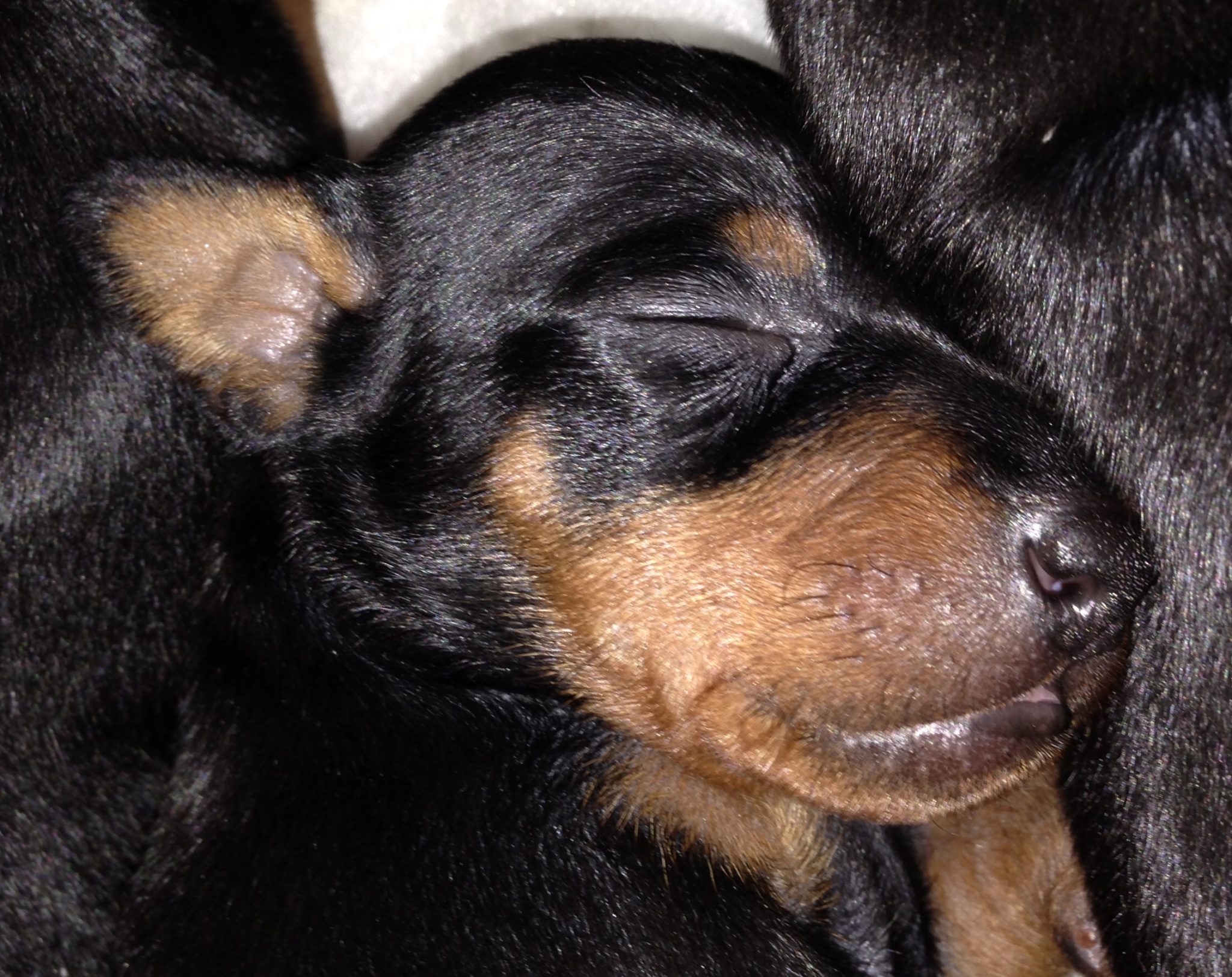 Puppies - The British Manchester Terrier Club The British Manchester ...